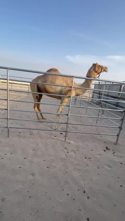 شبوك ابل 6 متر - 4