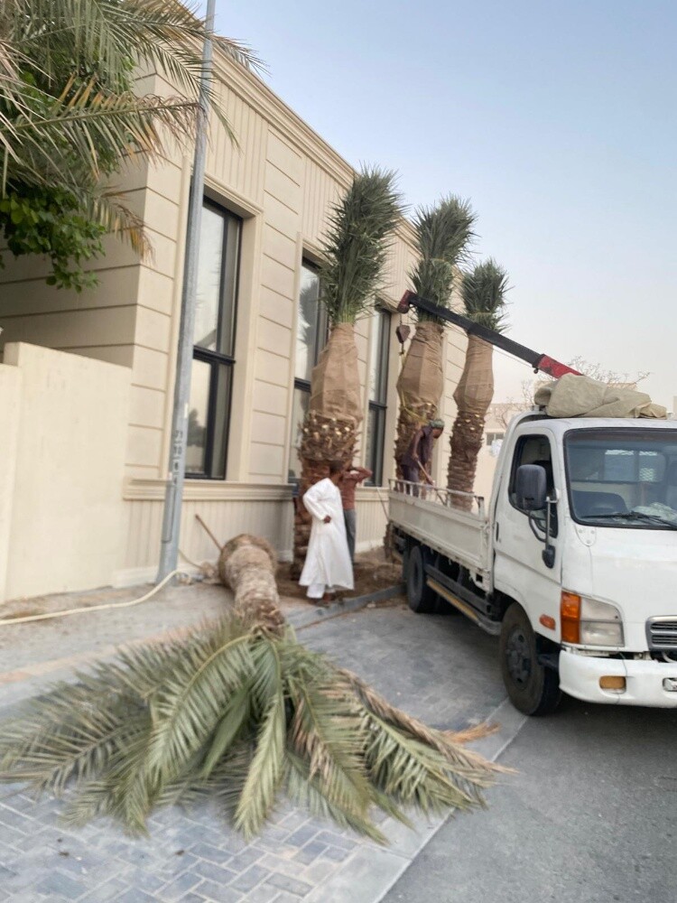 زراعة نخيل - 1