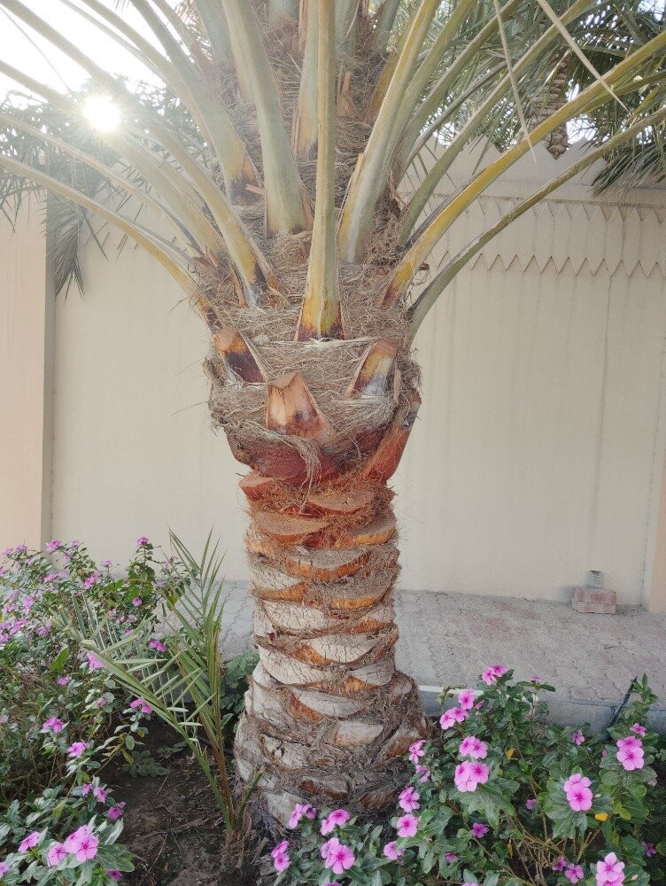 مهندس زراعي - 5