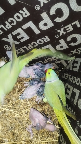 Indian ring parrot green pairs - 2