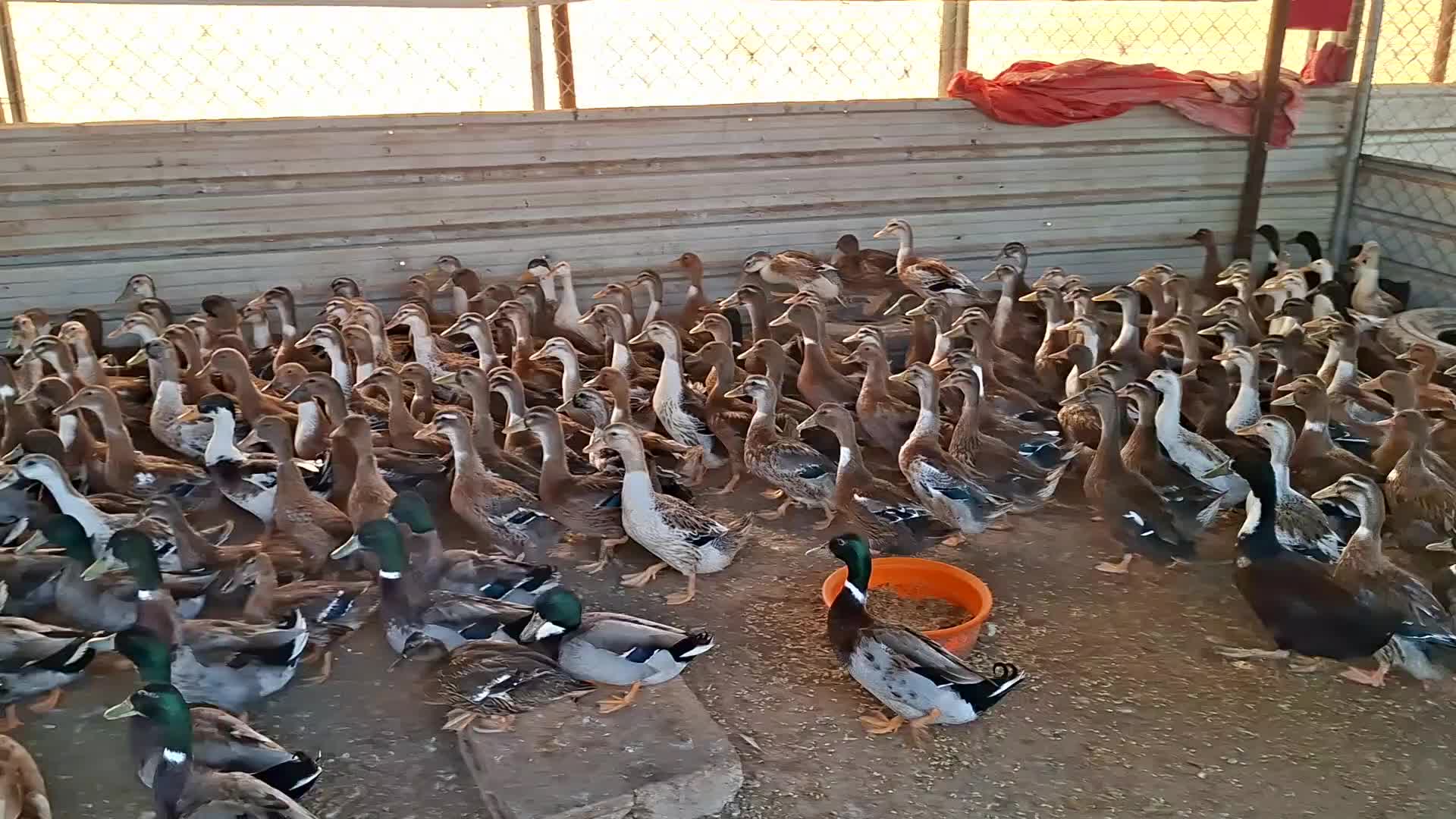 Duck Arabic - 1