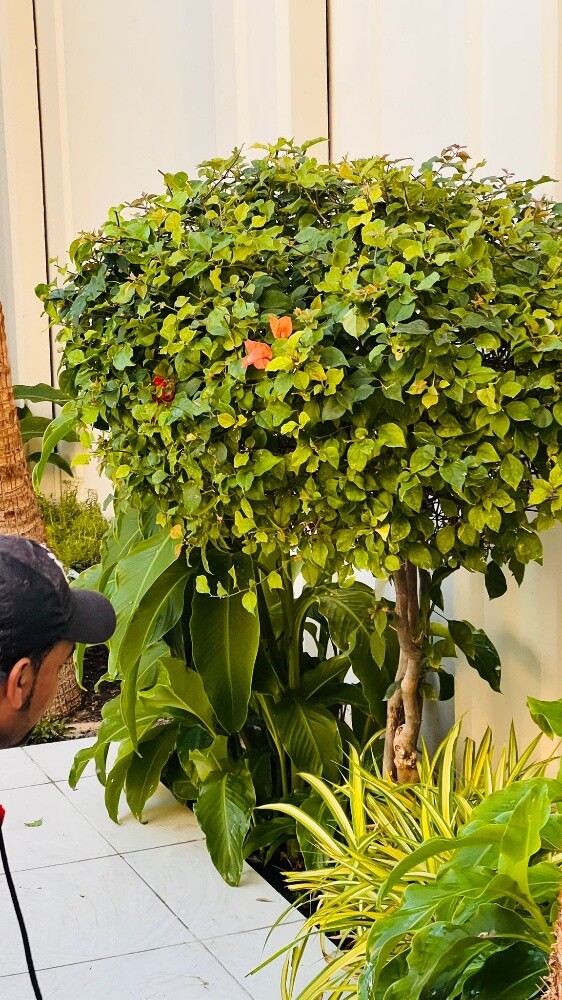 العنايه بالحدائق - 26