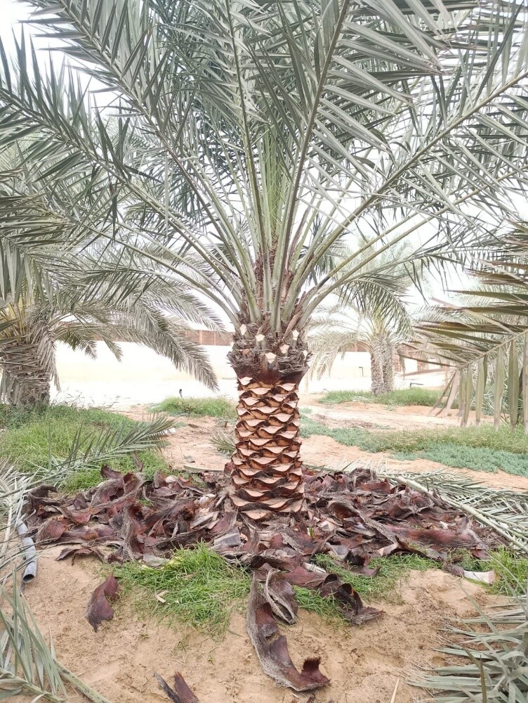 العنايه بالحدائق - 7