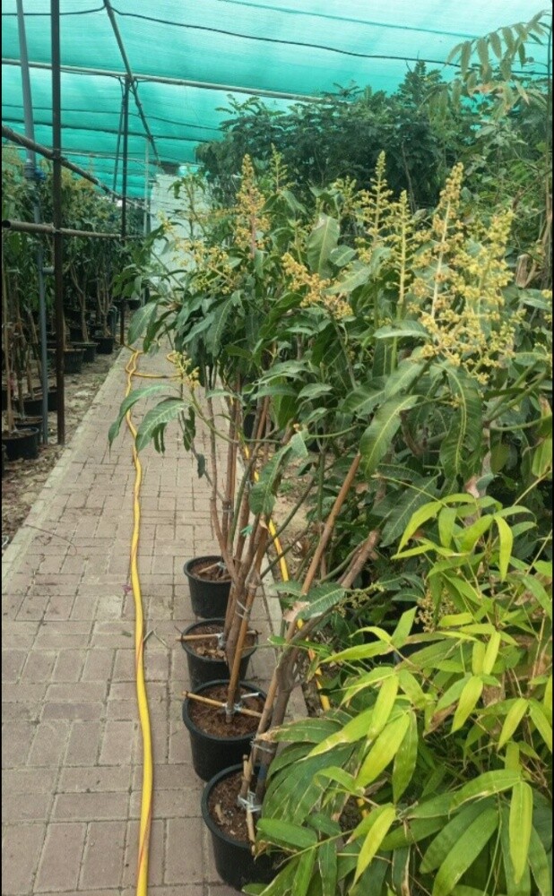 ديكور حدائق - 5