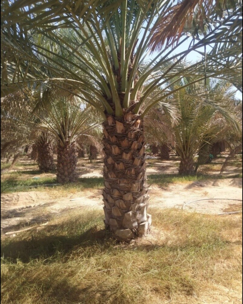 ديكور حدائق - 10