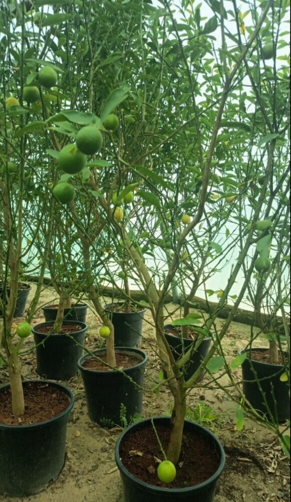 ديكور حدائق - 4