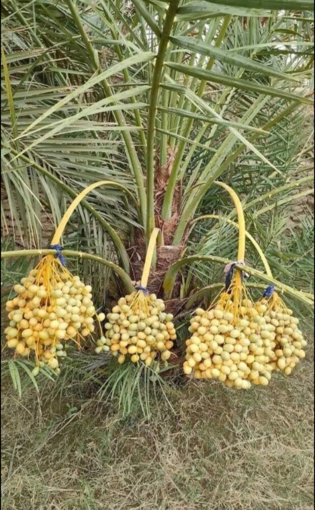 ديكور حدائق - 9