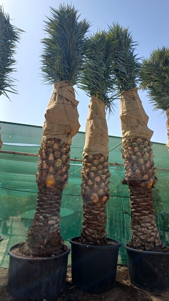 تلقيح وتقريب وزراعة النخل - 2