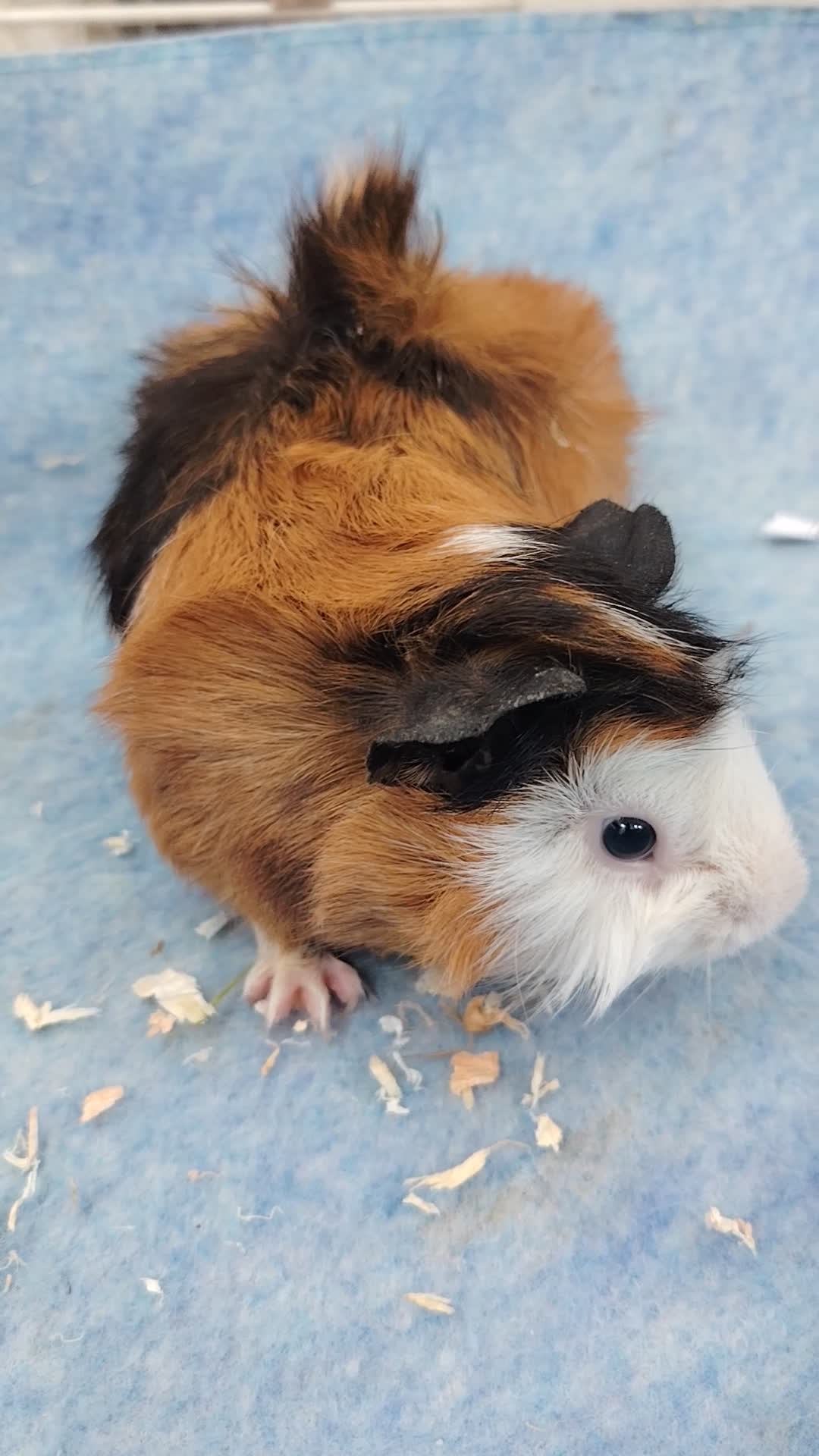 gunia pig - 6