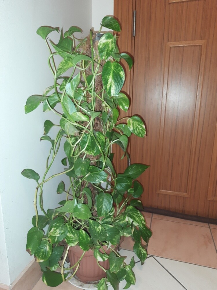 نبات زينه داخليه - 6
