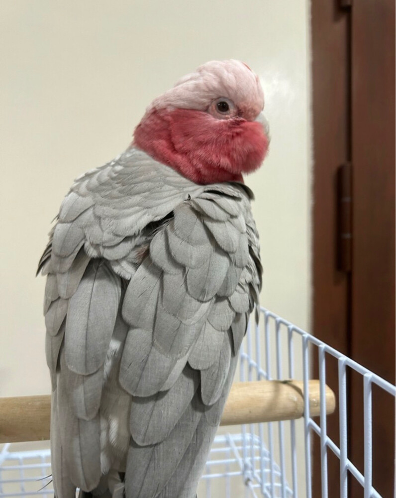 بغبغ القله - 3
