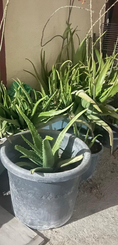 Aloe Vera for sale - 1