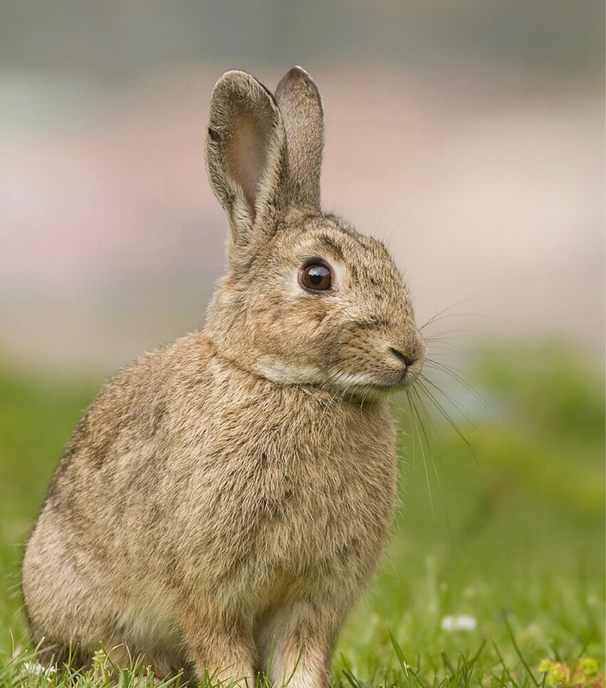 ‏rabbit - 1