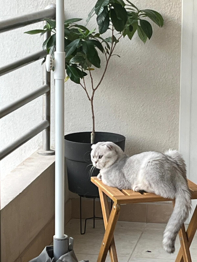 Pure Scottish Fold Male Breeding  - 2