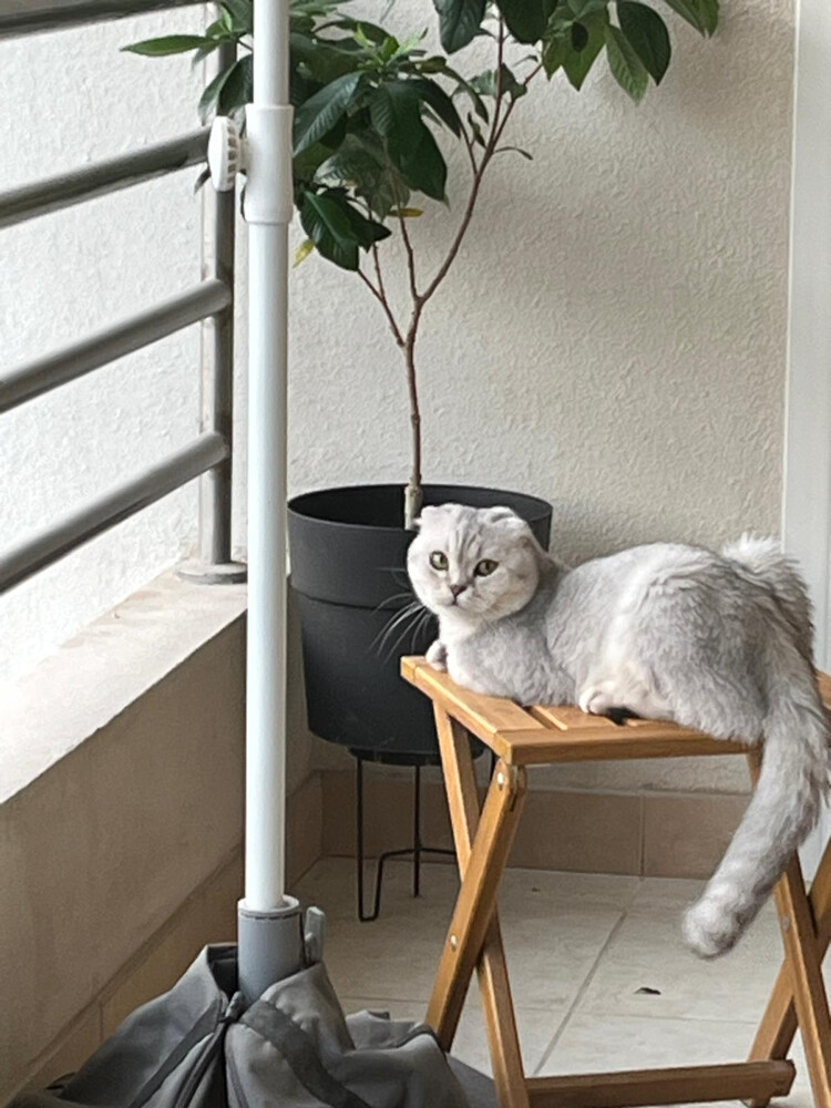 Pure Scottish Fold Male Breeding  - 1