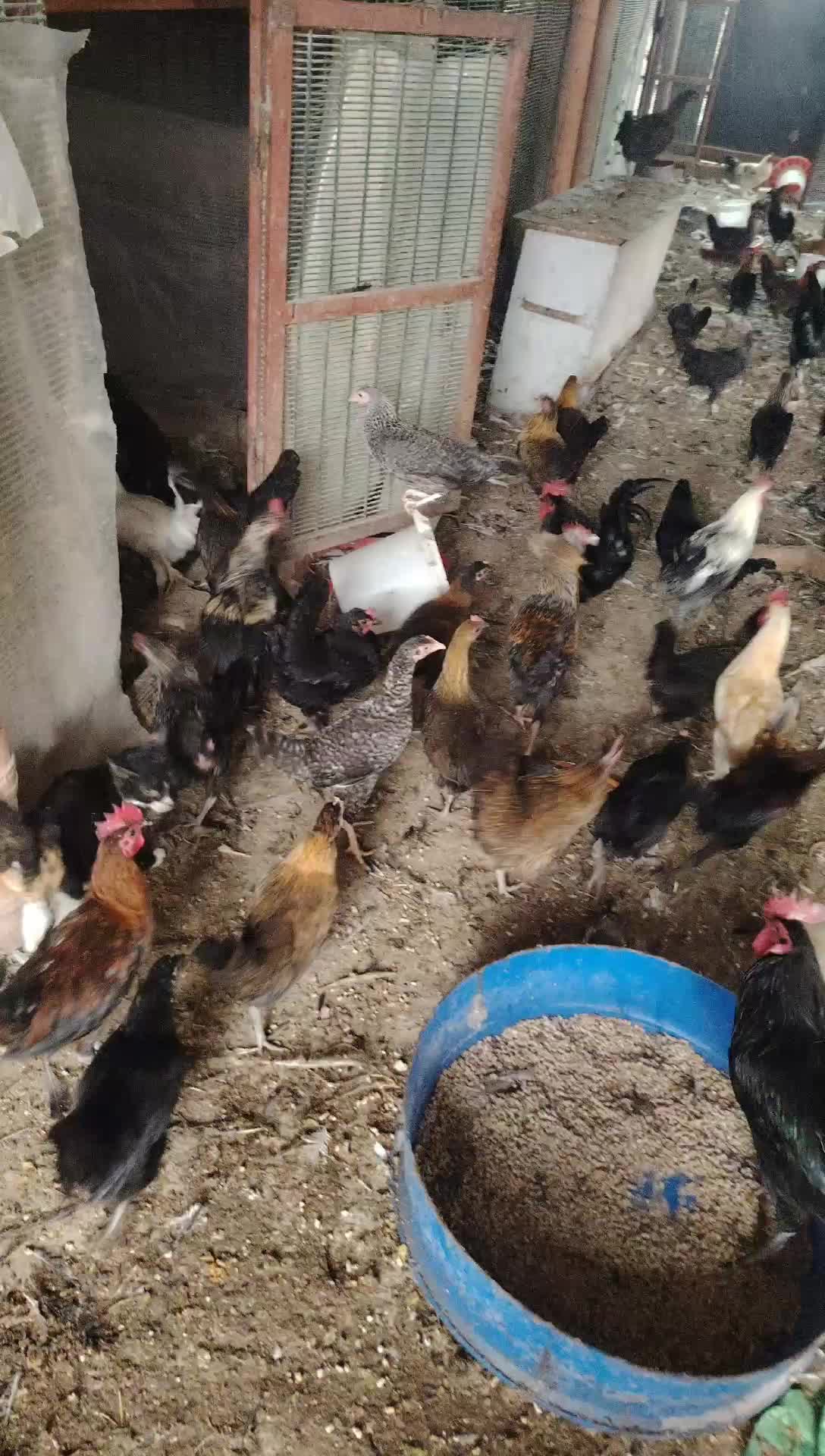 100 Pc available all sale 1 tike - 3
