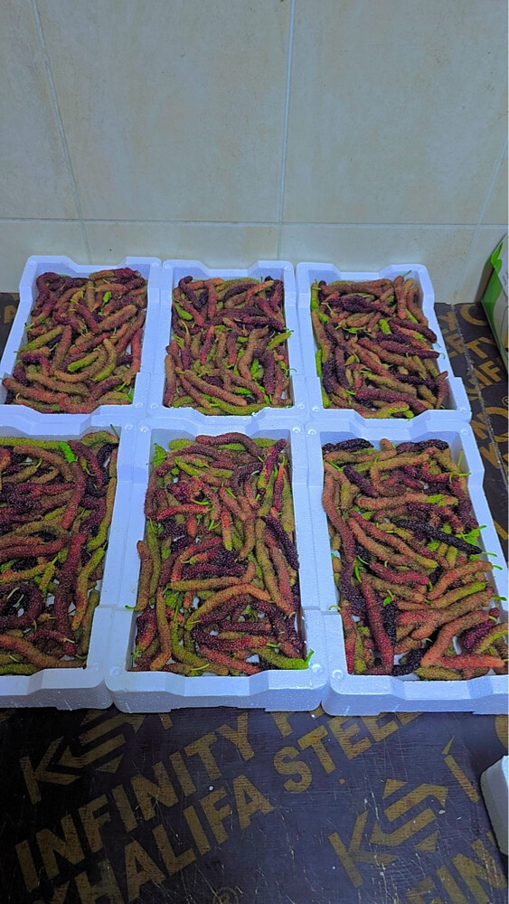 توت لوز ورطب  - 4
