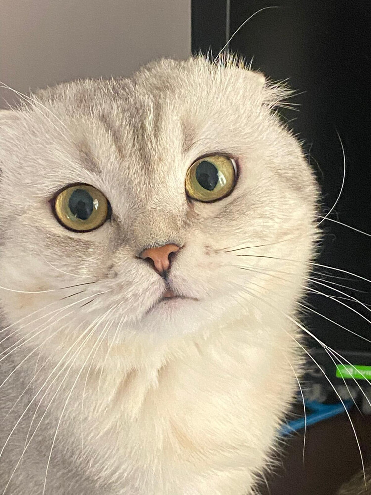 Pure Scottish Fold Male Breeding  - 3