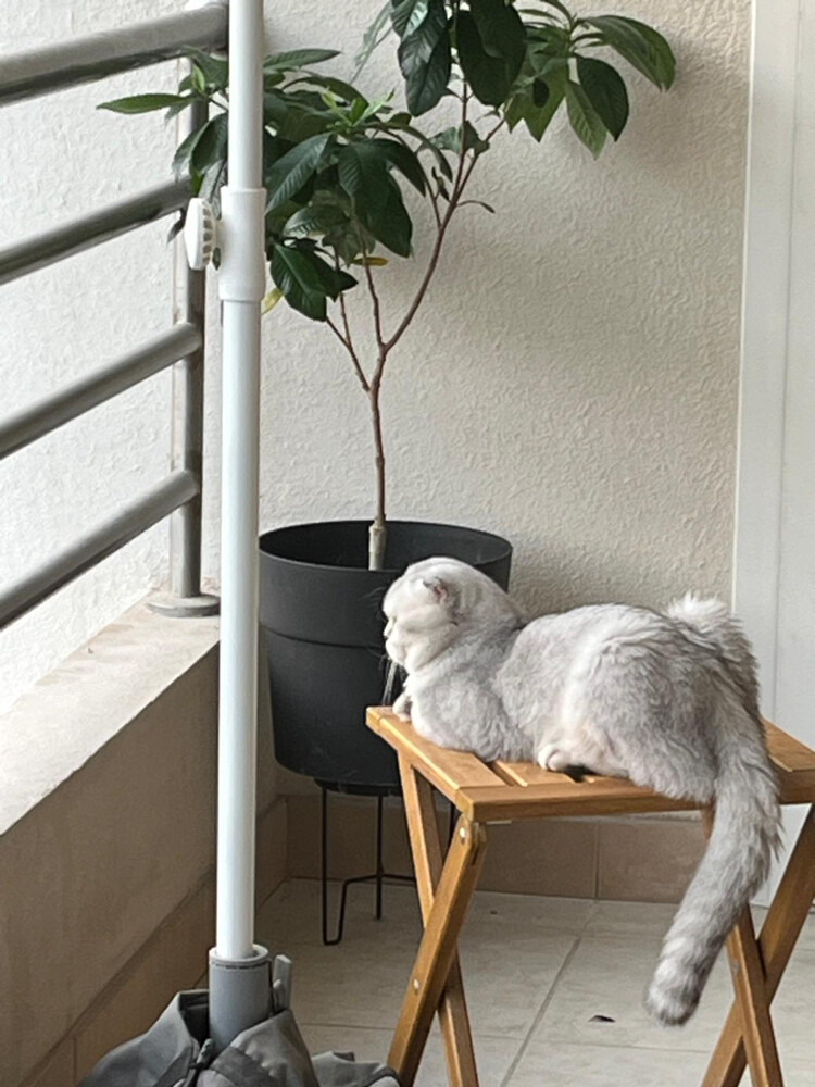 Pure Scottish Fold Male Breeding  - 5