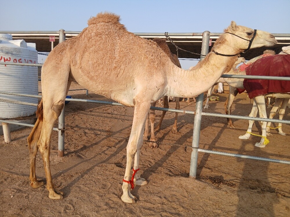 للبيع بكره جدعه - 1