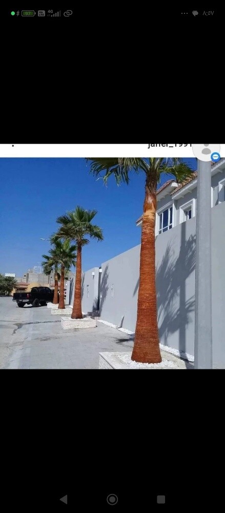 نخيل واشنطنيو - 1