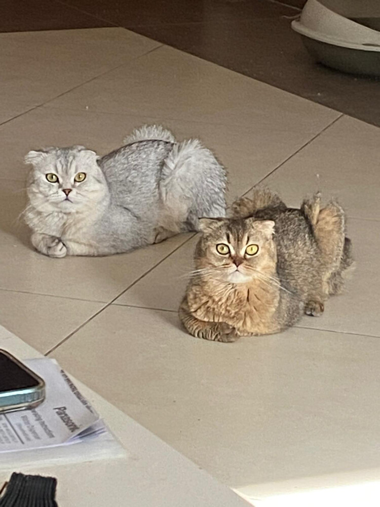 Breeding Scottish Fold Female  - 3