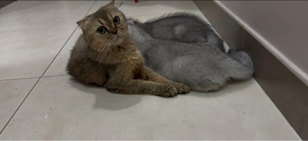 Breeding Scottish Fold Female  - 2