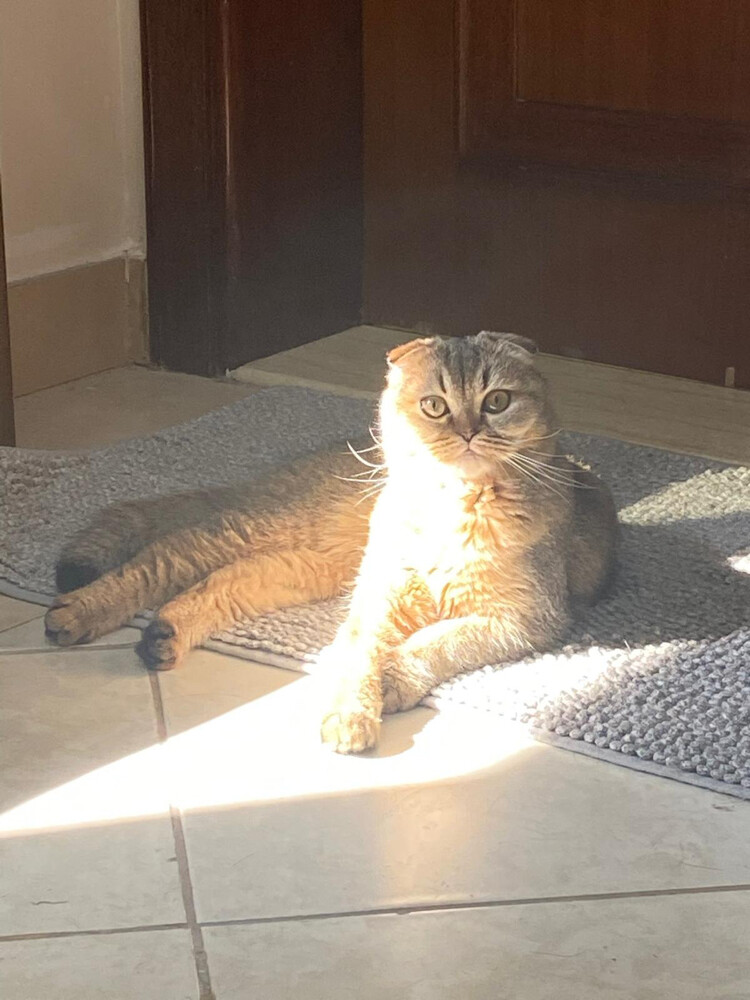 Breeding Scottish Fold Female  - 1