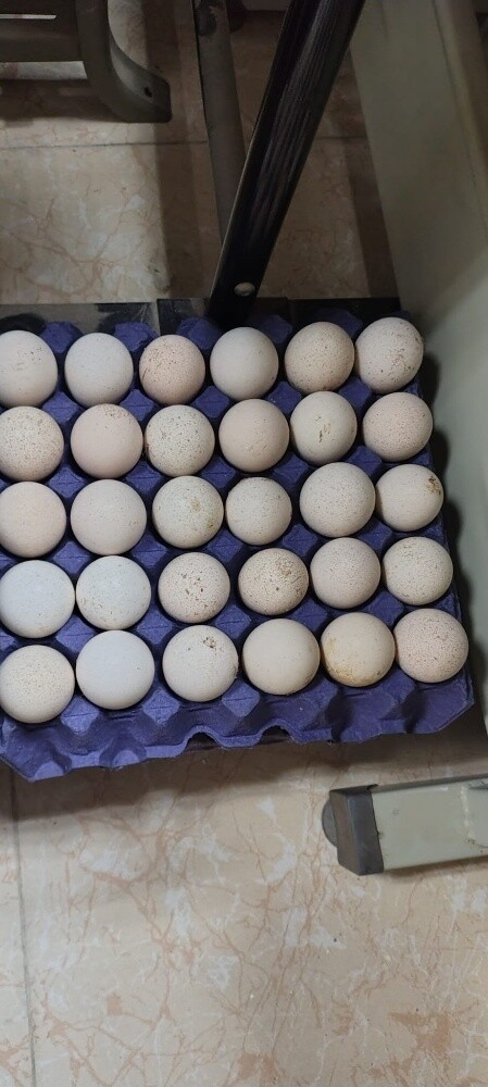 Turkey Hatching Egg For sell - 1