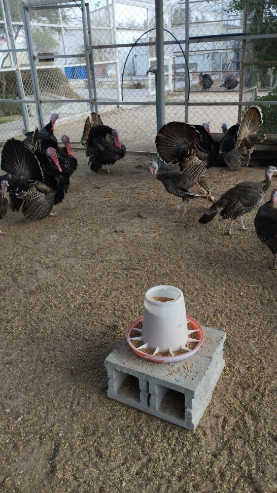 Turkey Hatching Egg For sell - 2