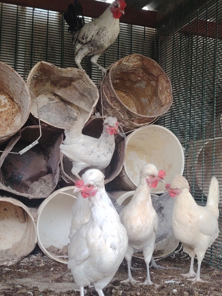 Fansy Chiken for sell - 2