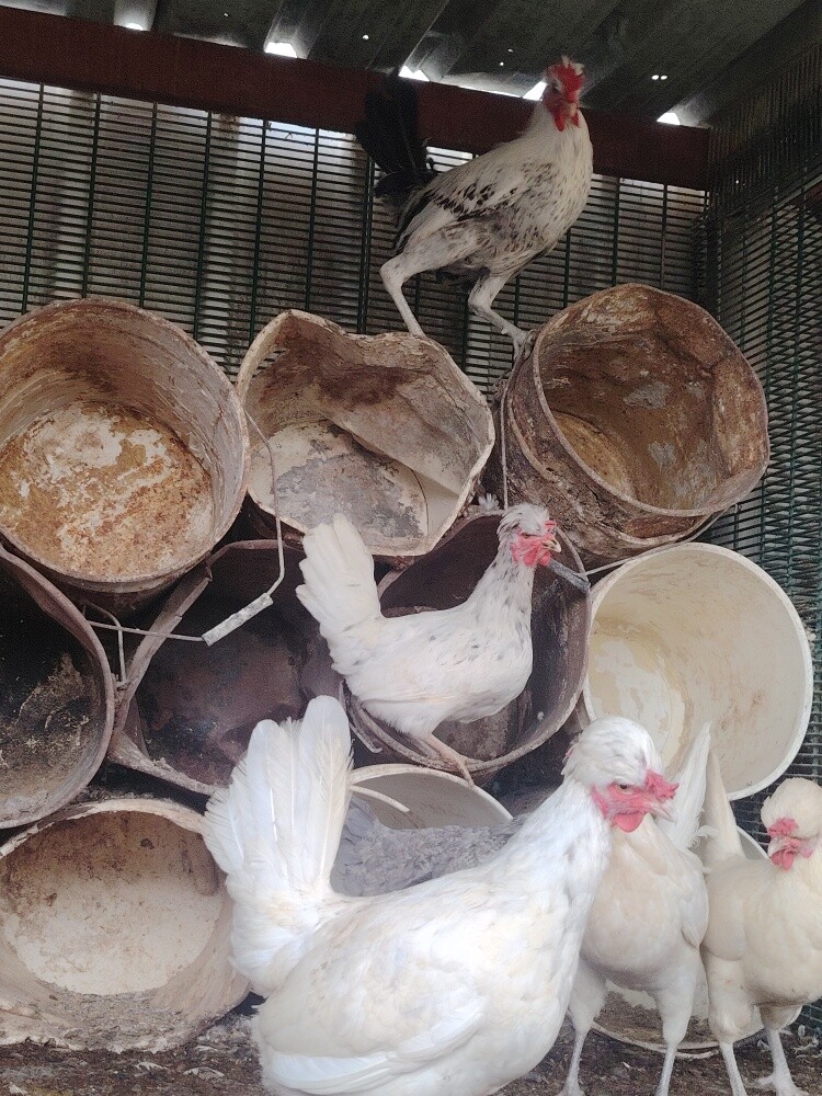 Fansy Chiken for sell - 3