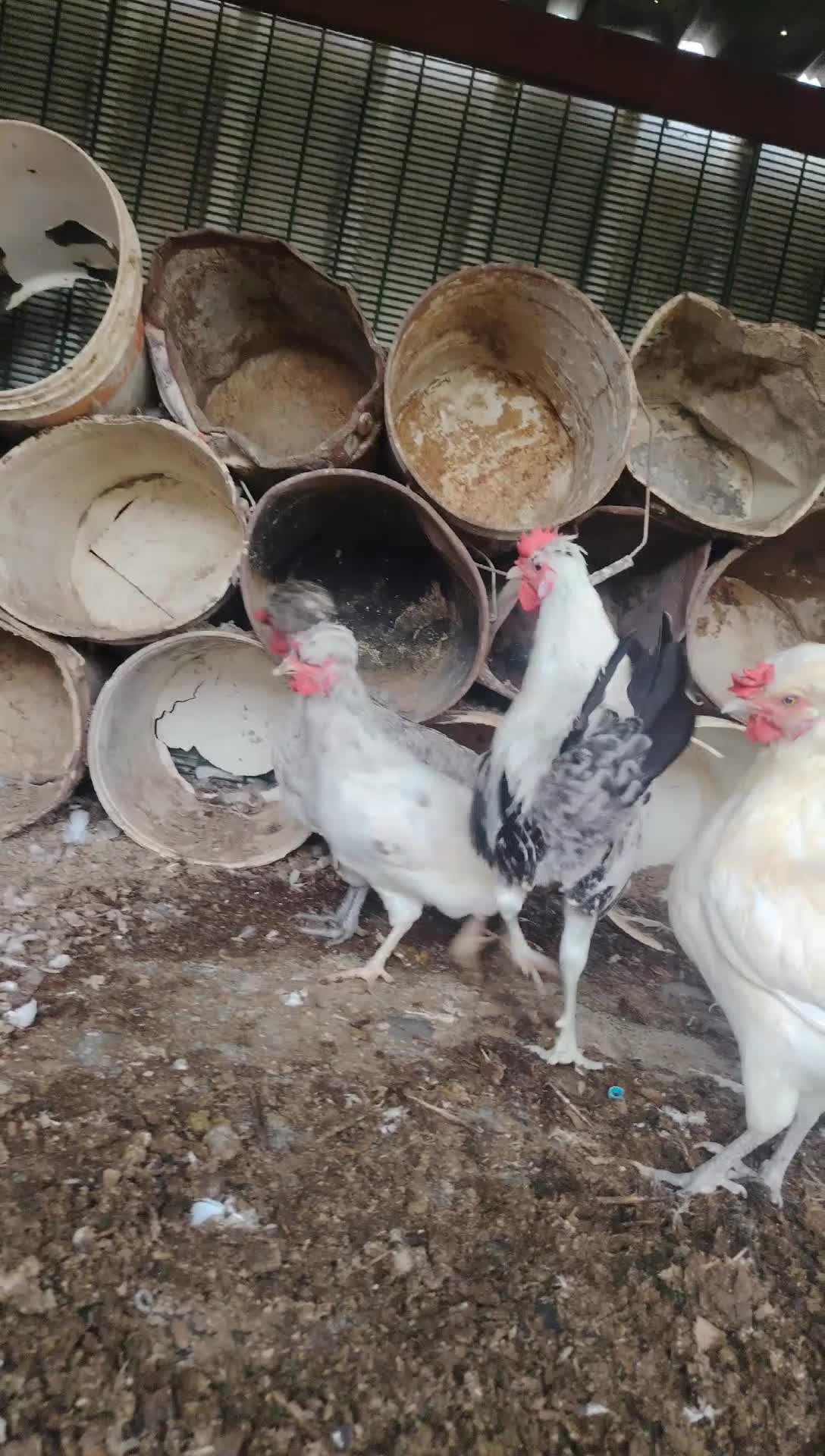 Fansy Chiken for sell - 1