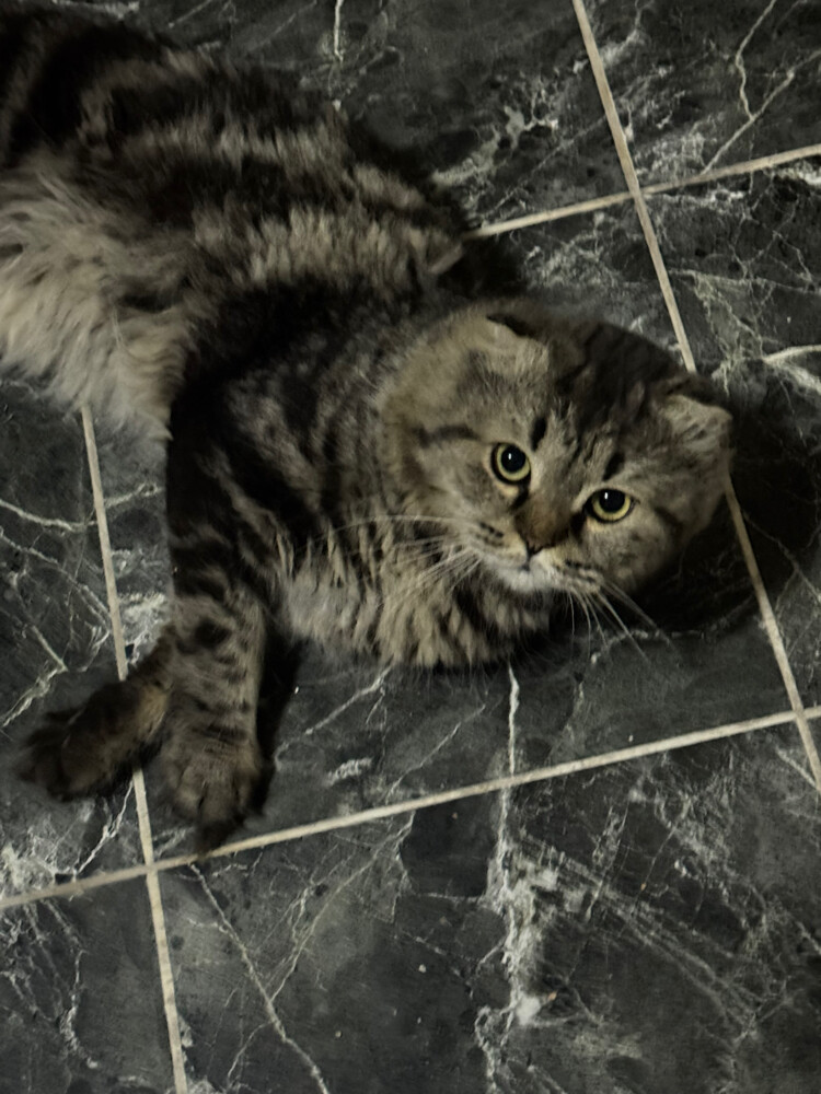 someone’s missing cat - 1
