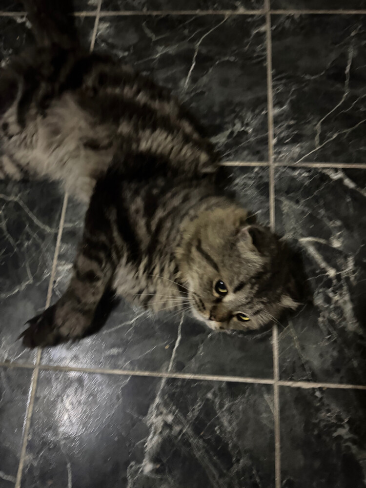 someone’s missing cat - 2