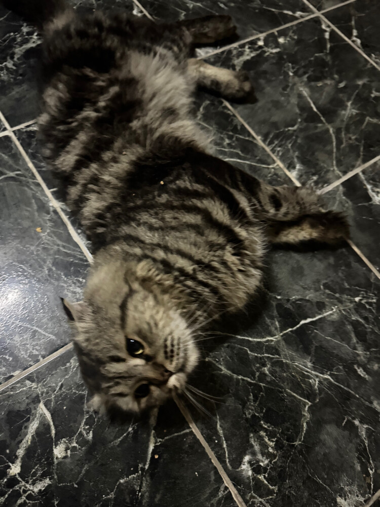 someone’s missing cat - 3
