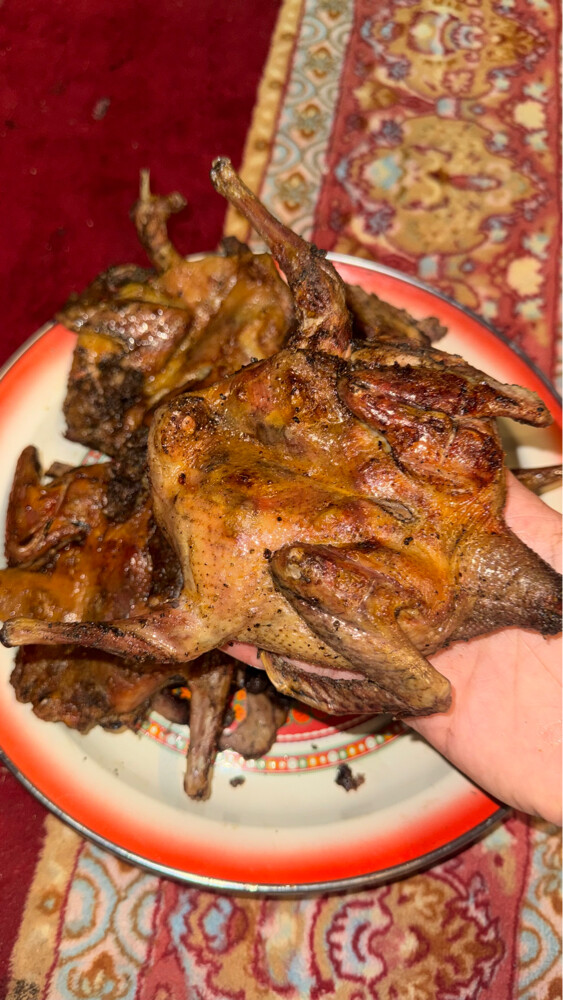 فروخ حمام لاحم الزوج ب 50 - 2