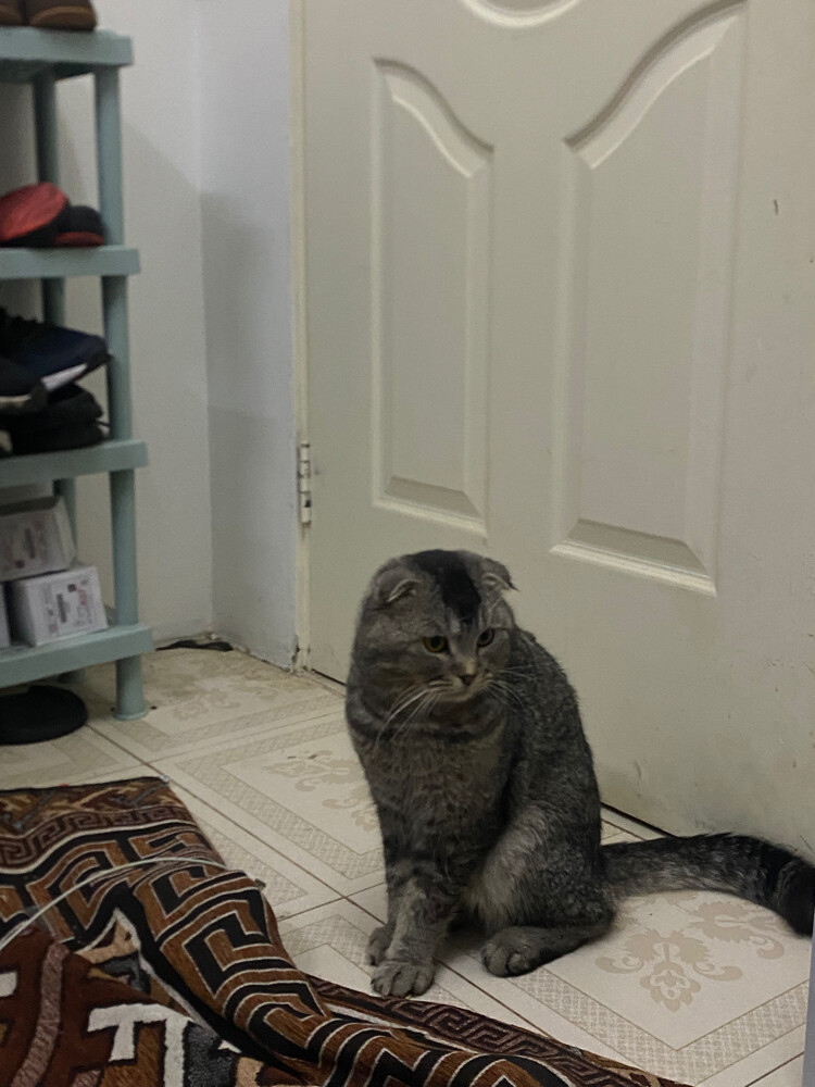 قطو بيت - 2