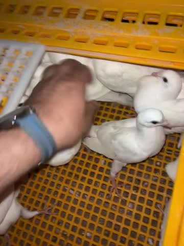 فروخ لاحم و زواجل سمان فل شحم - 12