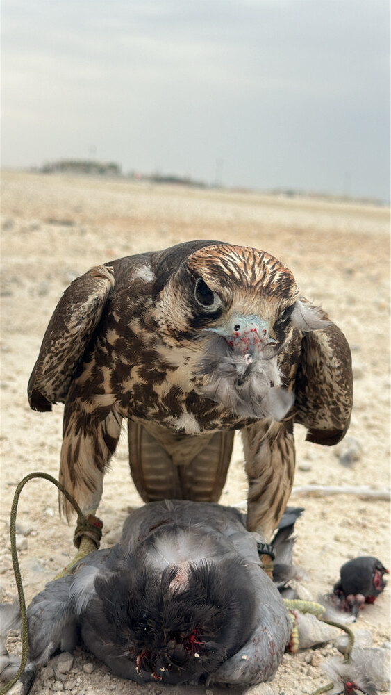الوصف جدا مهم - 2