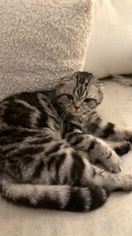 Cat - 1