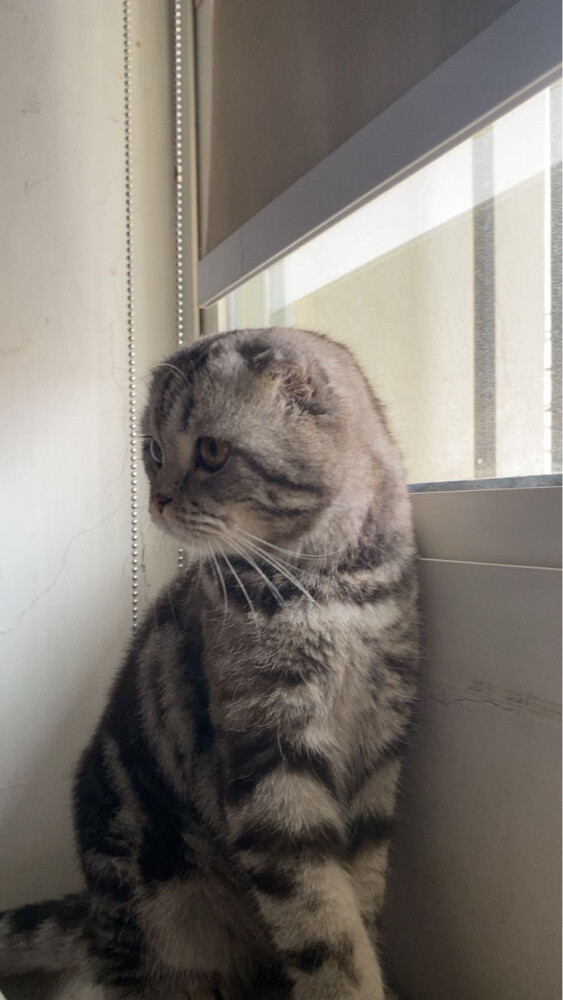 Cat - 3
