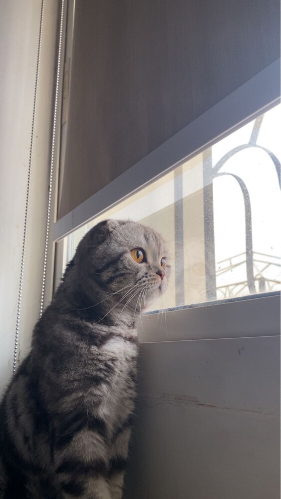 Cat - 2