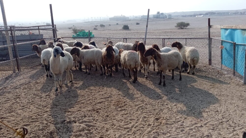 مطلوب جميع انواع الحلال - 1
