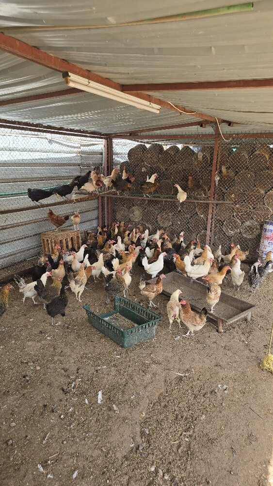 دجاج بلدي - 1