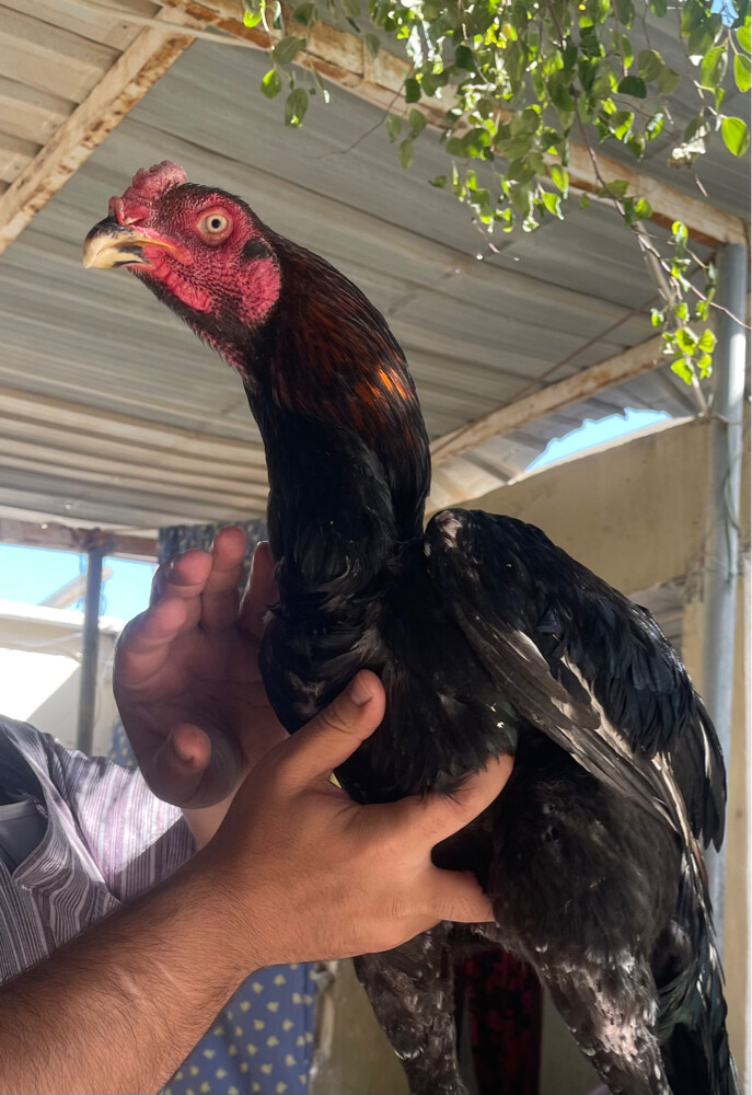 زوج دجاج اصيل - 2