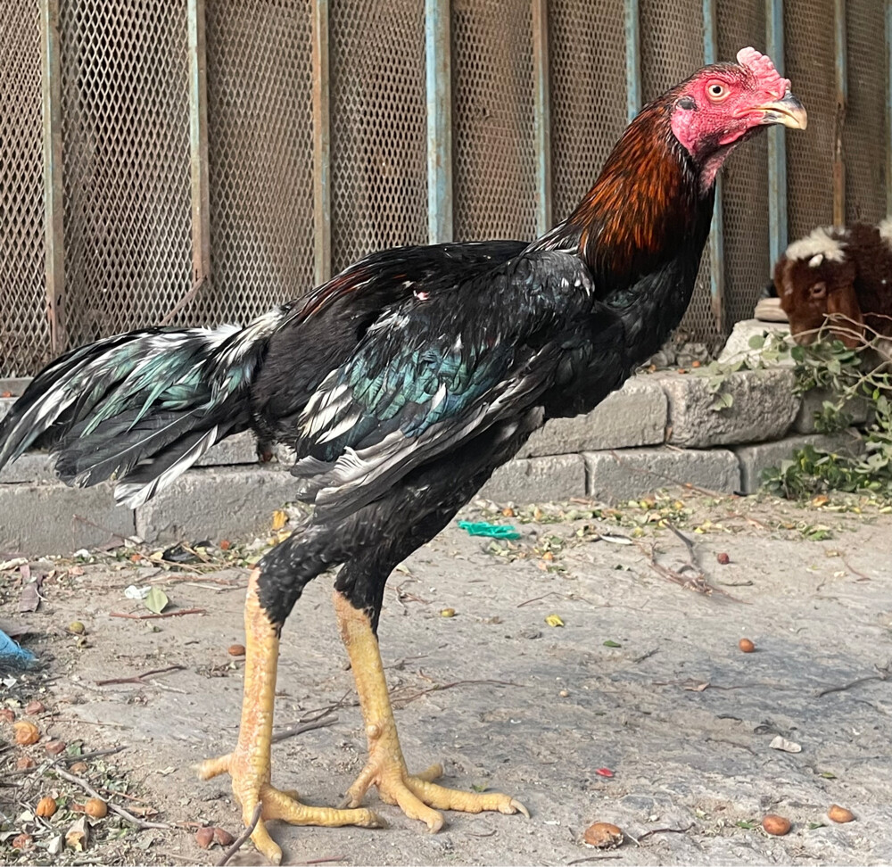 زوج دجاج اصيل - 3