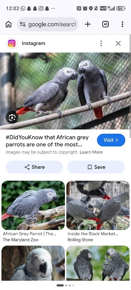 wanted african gray pair - 1