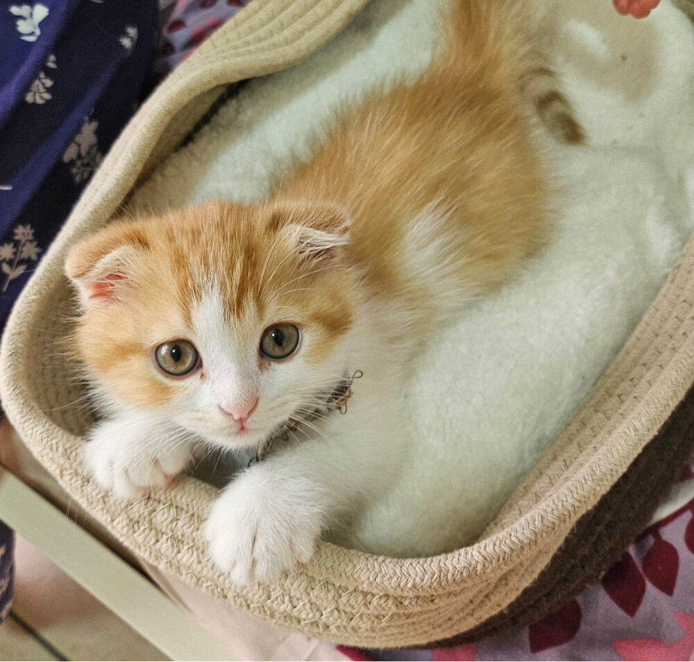 Cute scottish kitten - 2