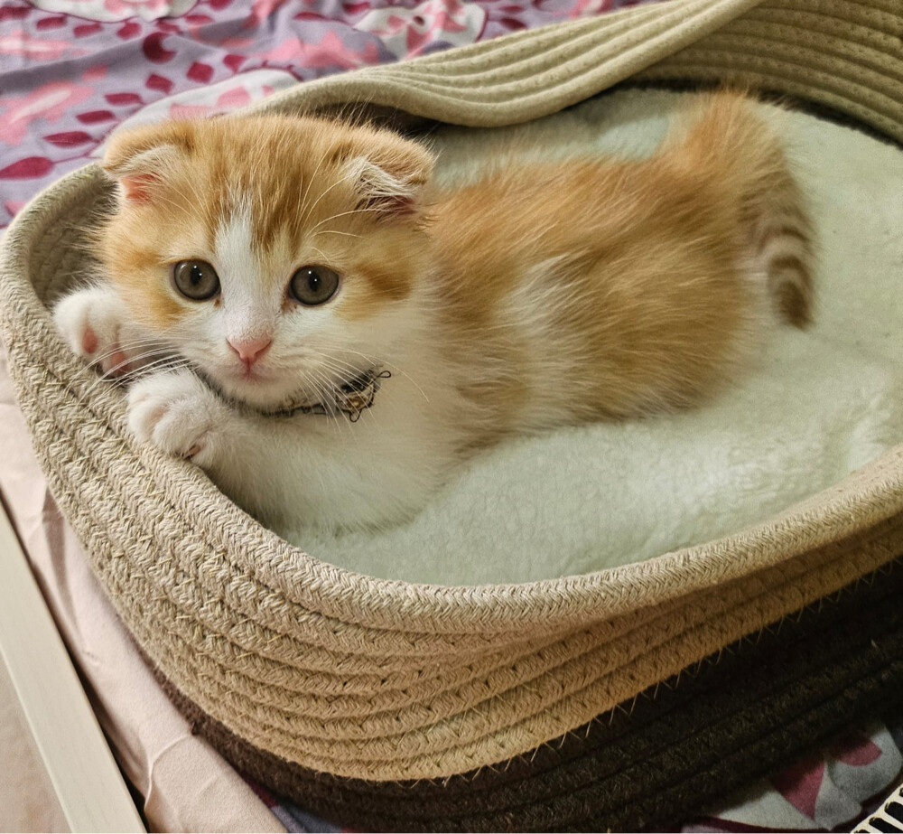 Cute scottish kitten - 4